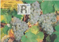 [The 500th Anniversary of the Viticulture of Riesling, tip ATT]