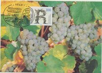 [The 500th Anniversary of the Viticulture of Riesling, tip ATT]