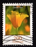 [Flowers - California Poppy, tip CJW]