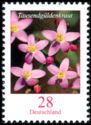 [Flowers - European Centaury, type DAC]