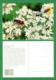 [Youth Hostel Charity - Insects & Flowers, tip AKP]