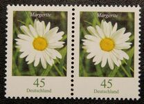 [Flora - Marguerite, tip CFX]