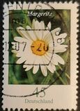 [Flora - Marguerite, type CFX]