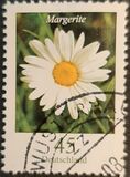 [Flora - Marguerite, type CFX]