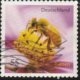 [Fauna - Bees, type CRH]